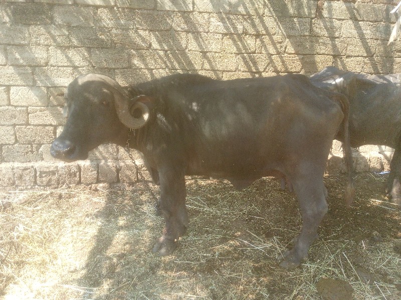 રણજીતભાઈ સિસોદિ...