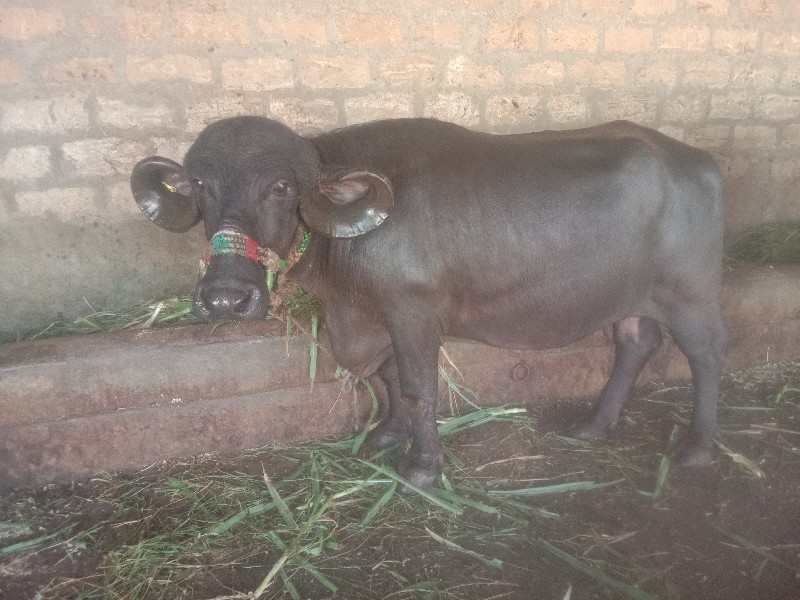 ભેંસ.