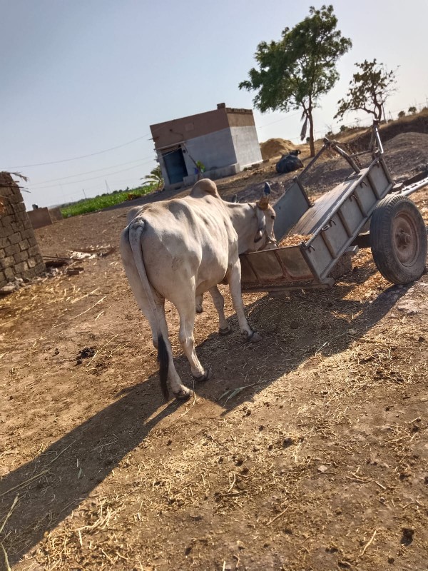 ગોઢલો વેચવાનો છ...