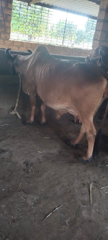ગાય વેચવાની છે.
