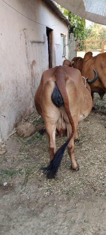 ગીર ગાય વેચવાની...