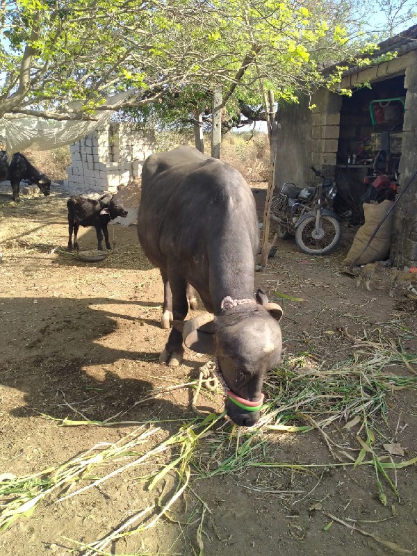 ભેંસ વેચવાની છે