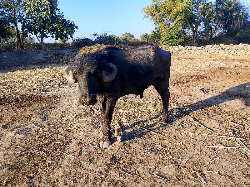પાડો વેચવા નો છ...