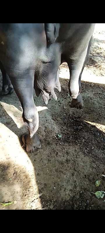 3જુ વેતર
1મીનાન...