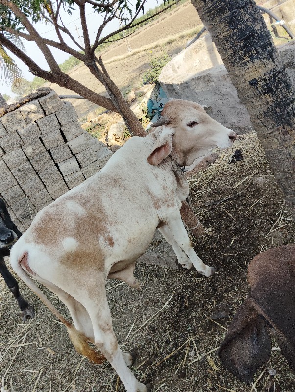 સોનકપીલા દેવાનો...