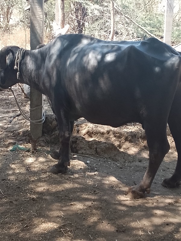 ભેંસ વેચવાની છે