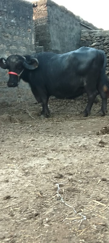 ભેંસ