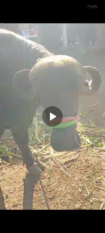 ભેંસ વેચવાની છે