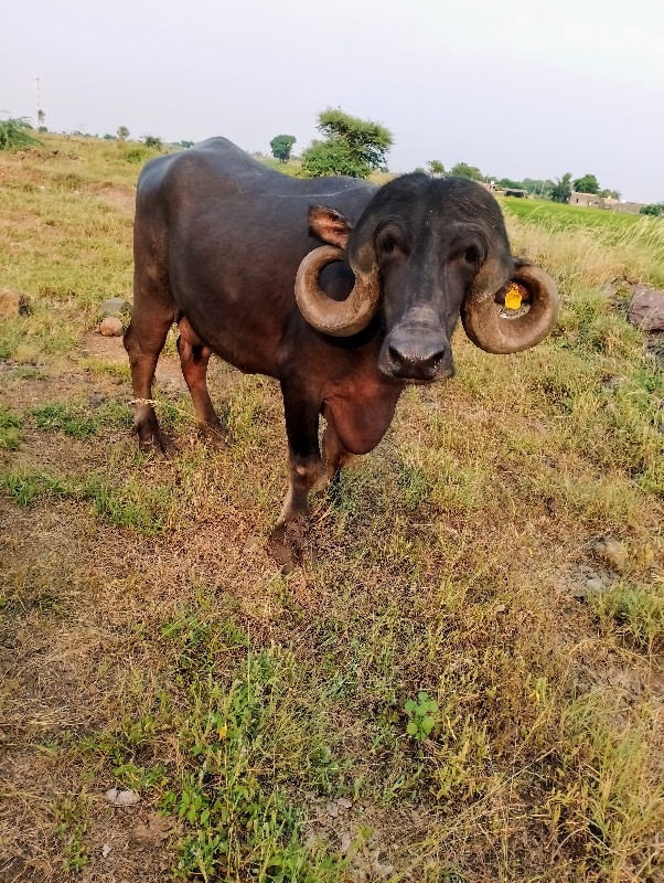 બે ભેસુ વેચવાની...