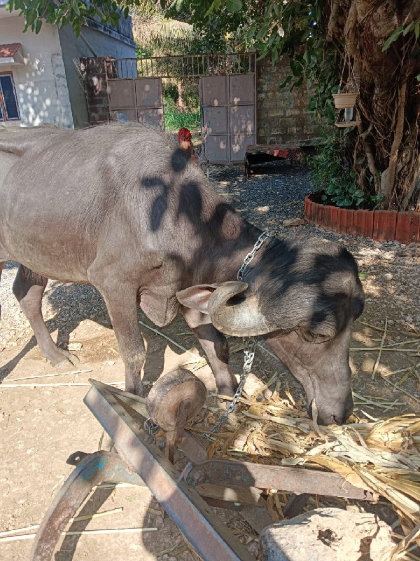 3 વરસ ઉપર થય ગય