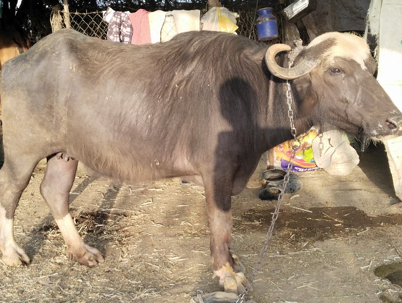 પેલું વેધર ખડેલ...