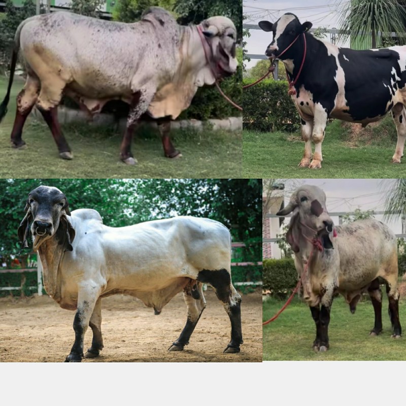 બિજદાન મુકાવવા...
