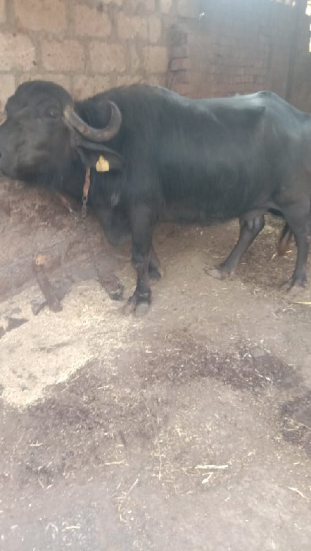 ભેંસ વેચવાની છે...