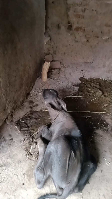 વેશવાની 3 દીવસ...