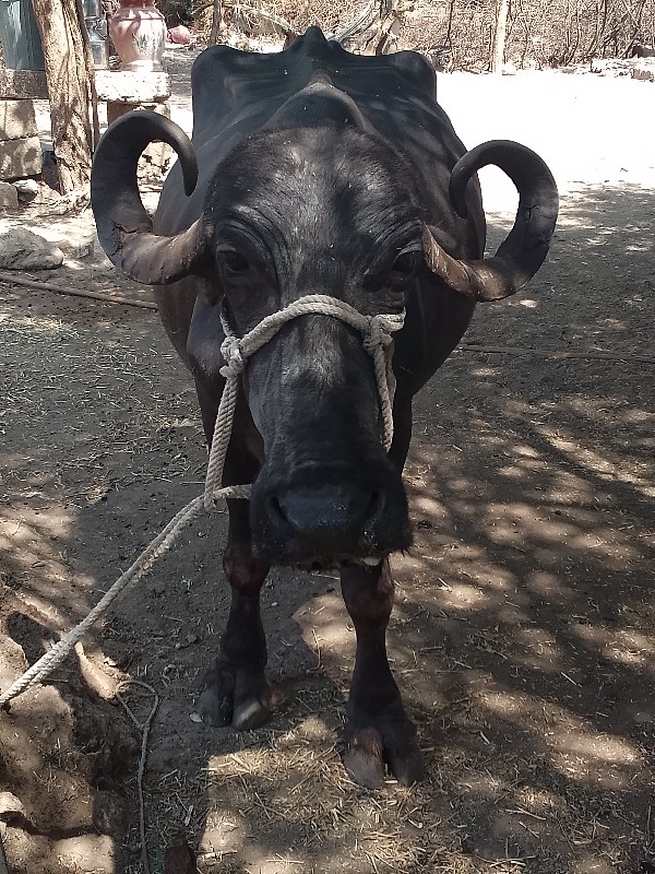ભેંસ વેચવાની છે