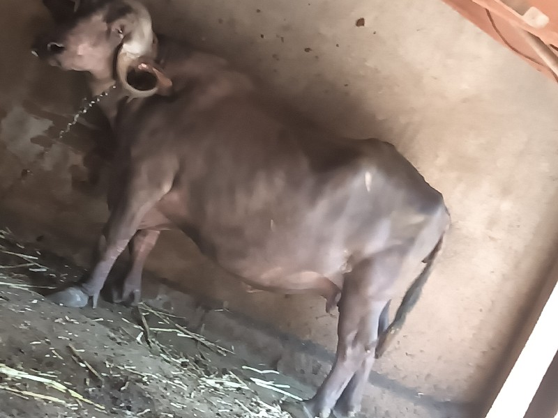 ભેંશ વેશવાનિ સે...