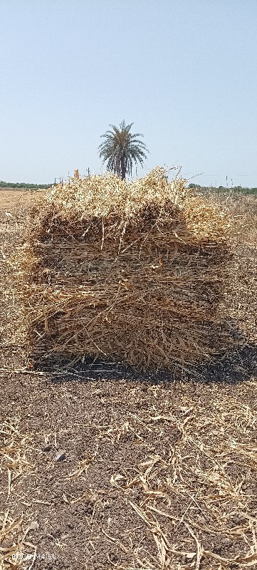જુવાર ની નીરણ વ...
