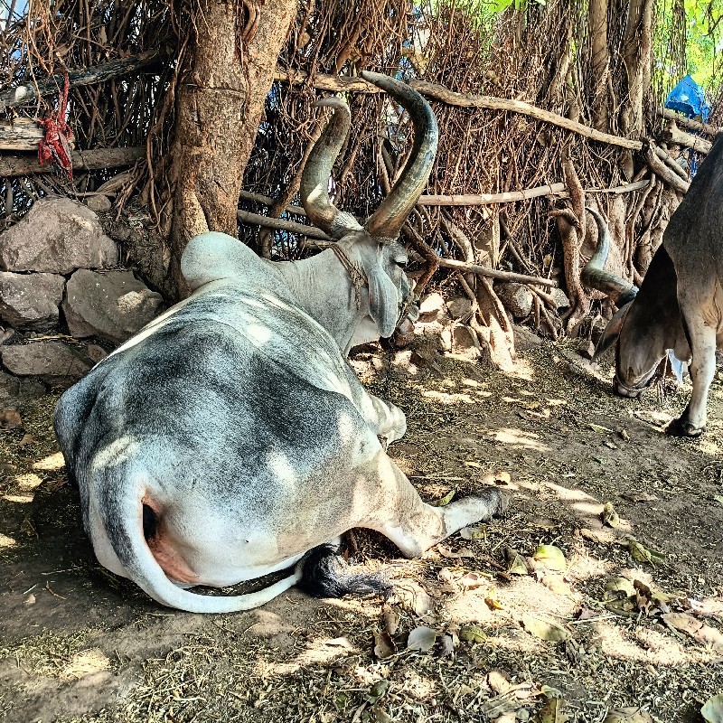 બળદ દેવેને હે
