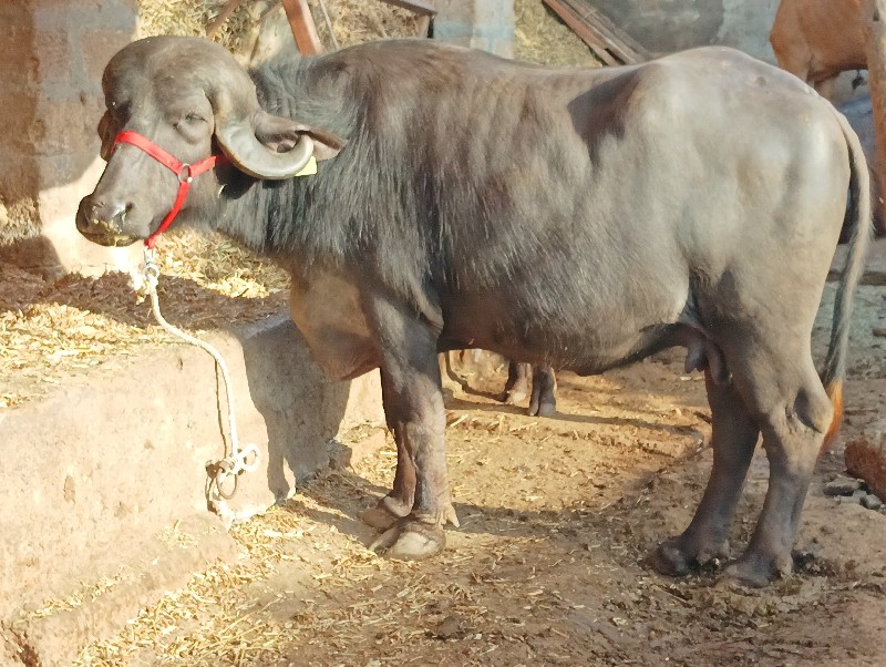 ઘડેલી વેચવાની છ...