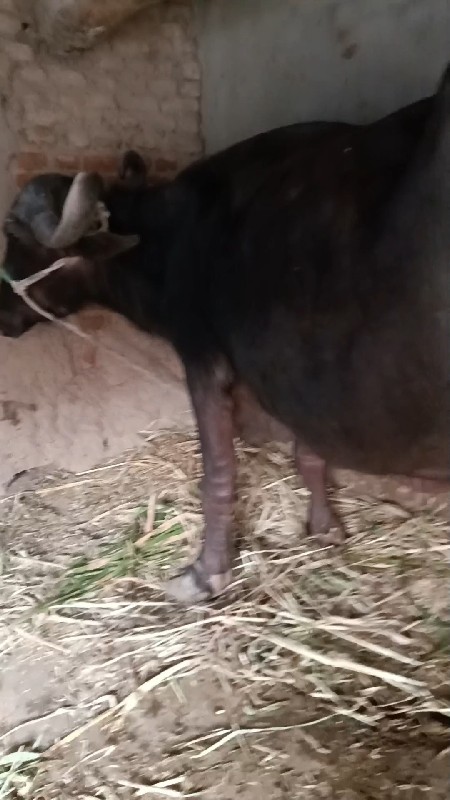 વેશવાની 3 દીવસ...