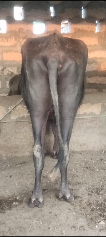 ખડેલી 2 દાત
