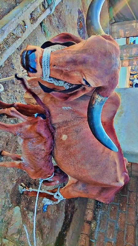 ગાય