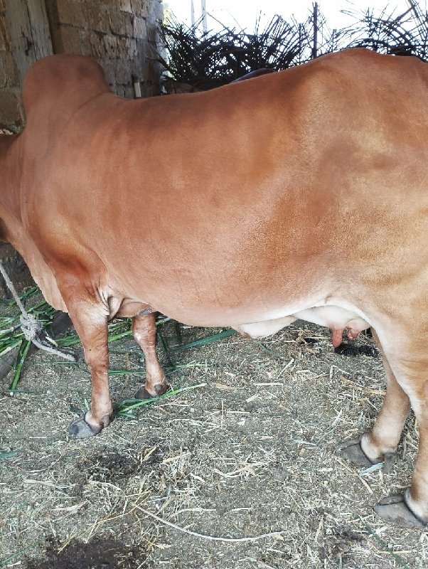 ગીર ગાય વેચવાની...
