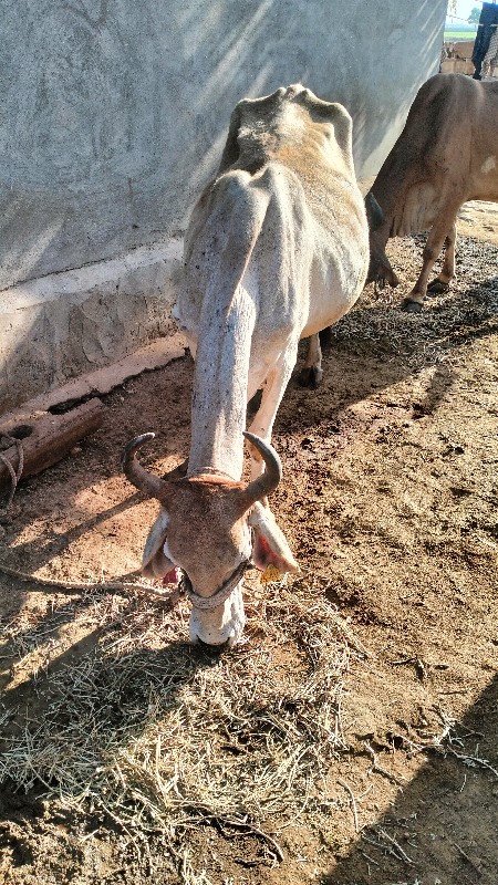 વીસાવાડા