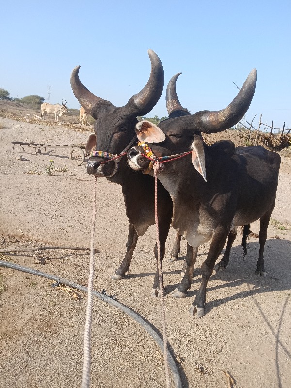ગોઢલાવેચવાના છે
