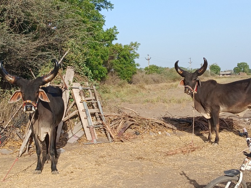 ગોઢલાવેચવાના છે