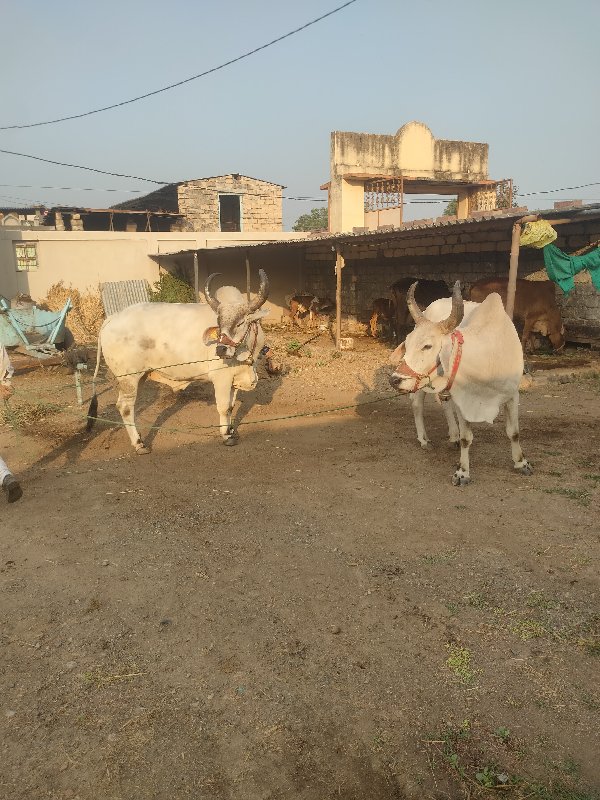 વઢિયાર બળદ