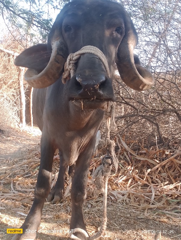 ખડેલિ  વેચવાની...