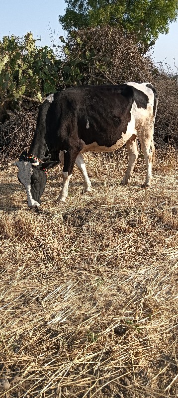 hf hodaki