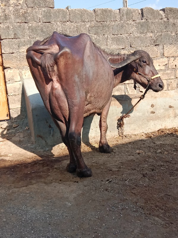 ભેંશ વેચવાનીછે