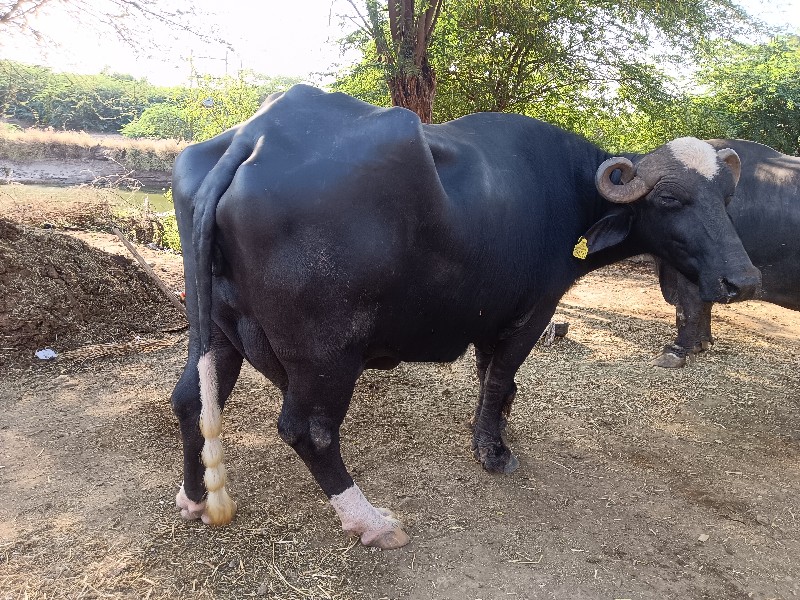 ભેંસ વેચવાની
