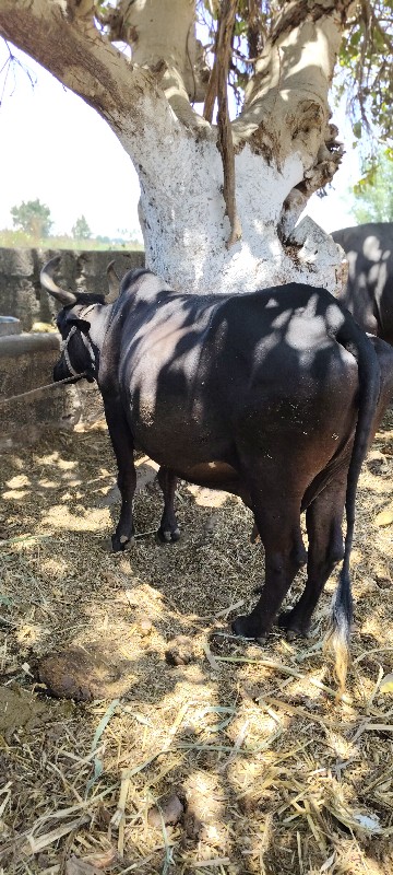 ગીર ક્રોસ એચ એફ