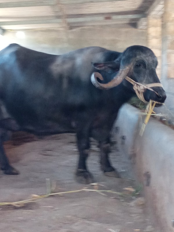 3 જુ વેતર