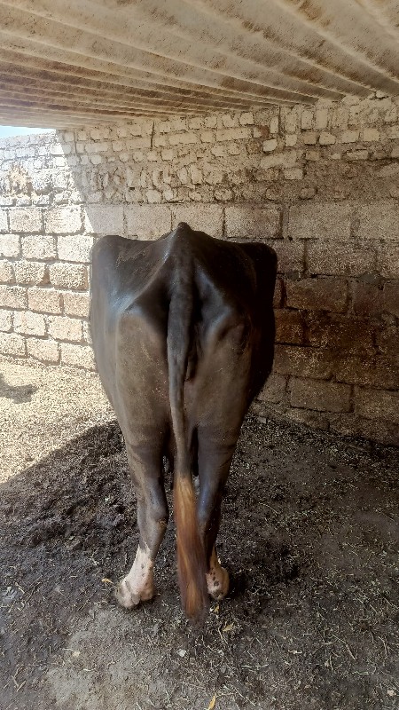ભેસવેચવાનીછે