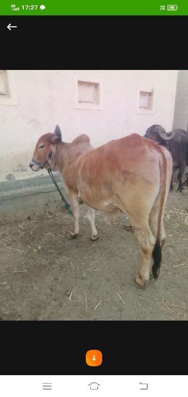 બળદ