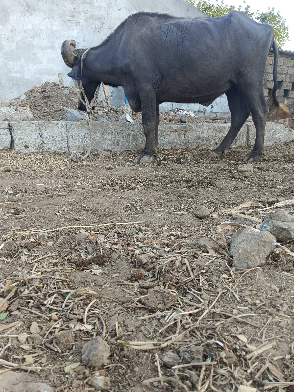 ચાર દાતે ખળેલુ...