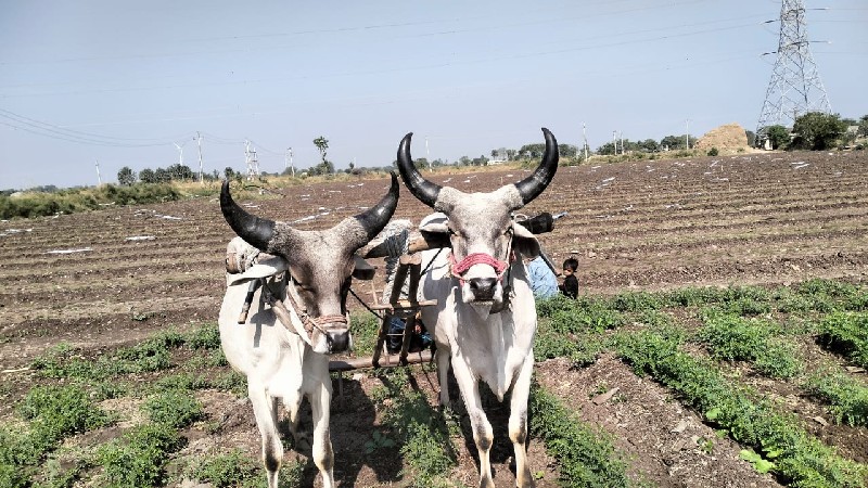 ગોંઢલા વેચવાનાછ...