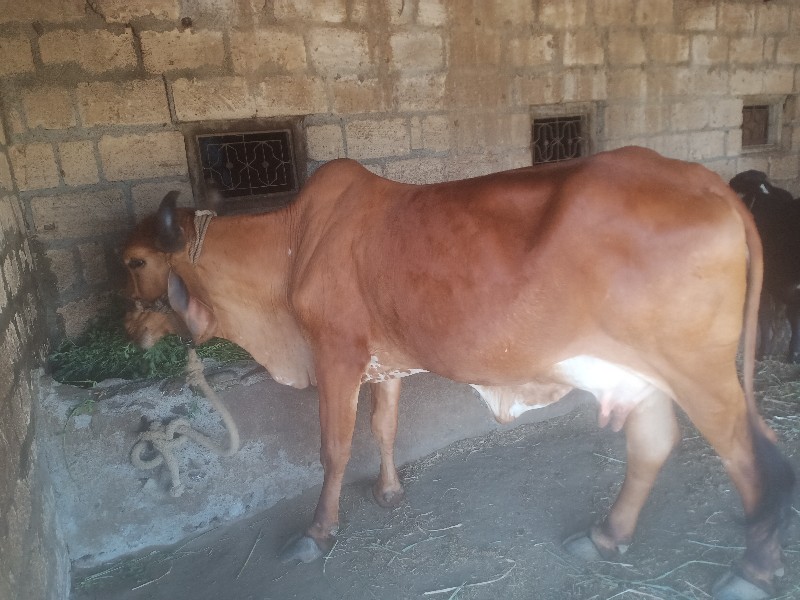 cow buy sell
