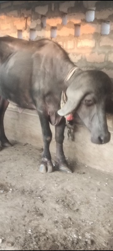 ખડેલી 2 દાત