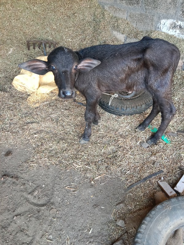 ભેંશ વેચવાનીછે