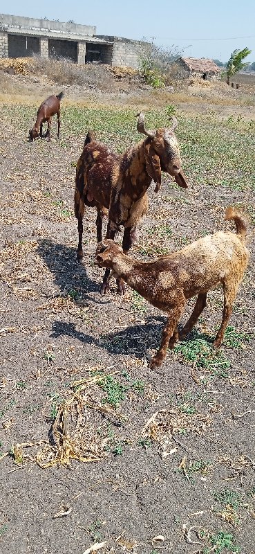 2 બોકડા