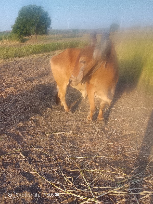 બળદ વેચવાનો છે