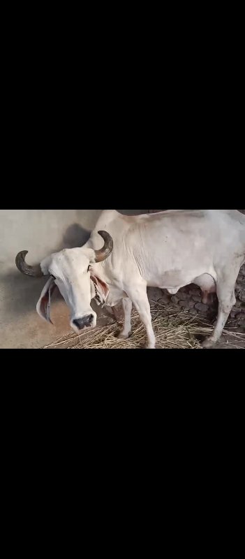 ગીર કામધેનુ ગાય...