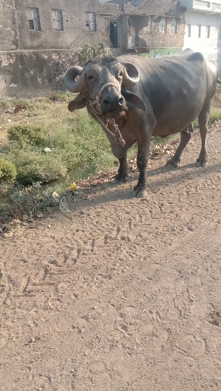 કાર પુશી કુઢી