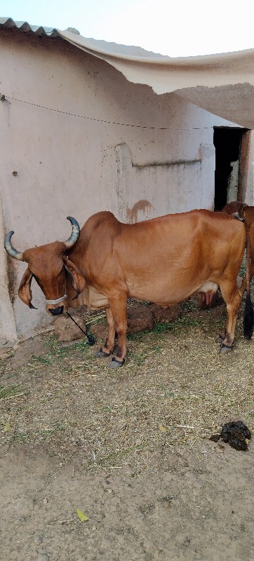 ગીર ગાય વેચવાની...