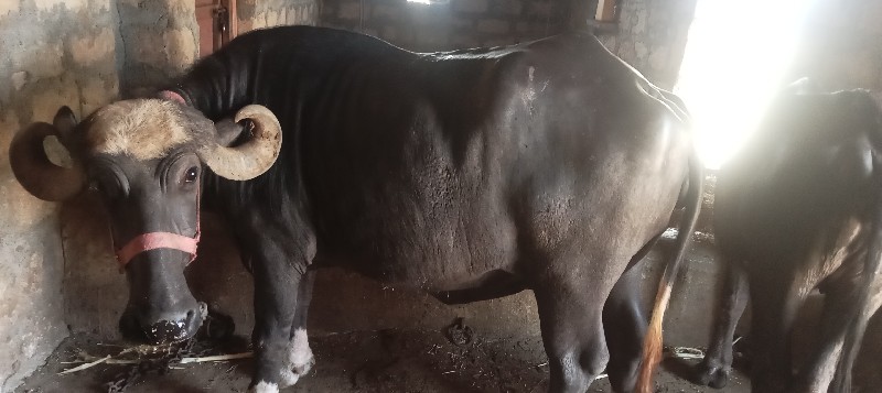 બીજા વેતરની ખડે...